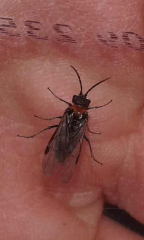 Tenthredinidae: Dolerus rufotorquatus
